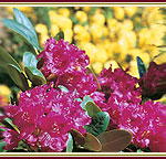 Rhododendronpark